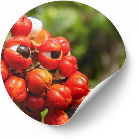 Guarana Seed Extract